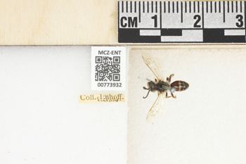 Media type: image;   Entomology 773932 Aspect: Labels